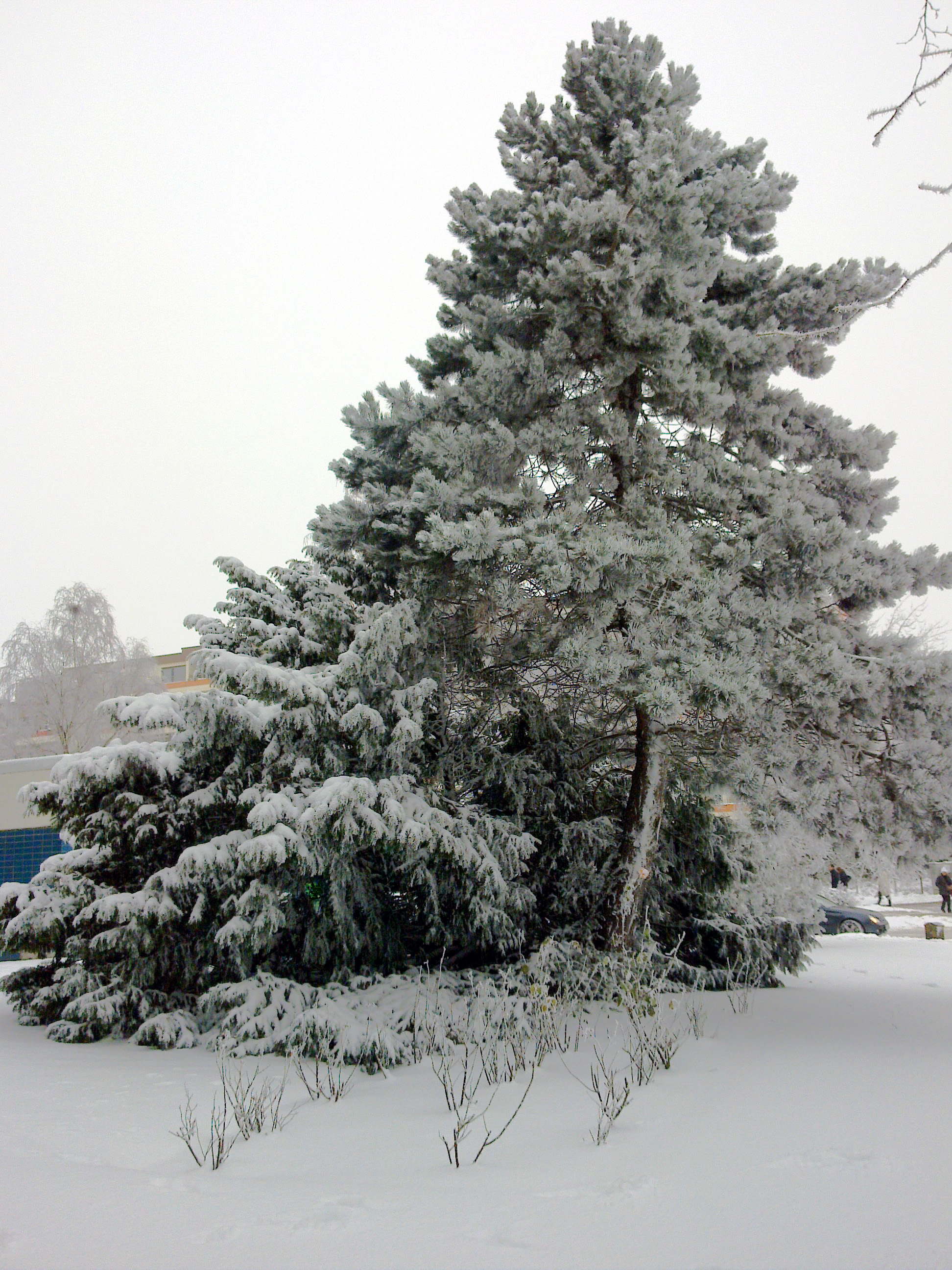 Tanne im Schnee
