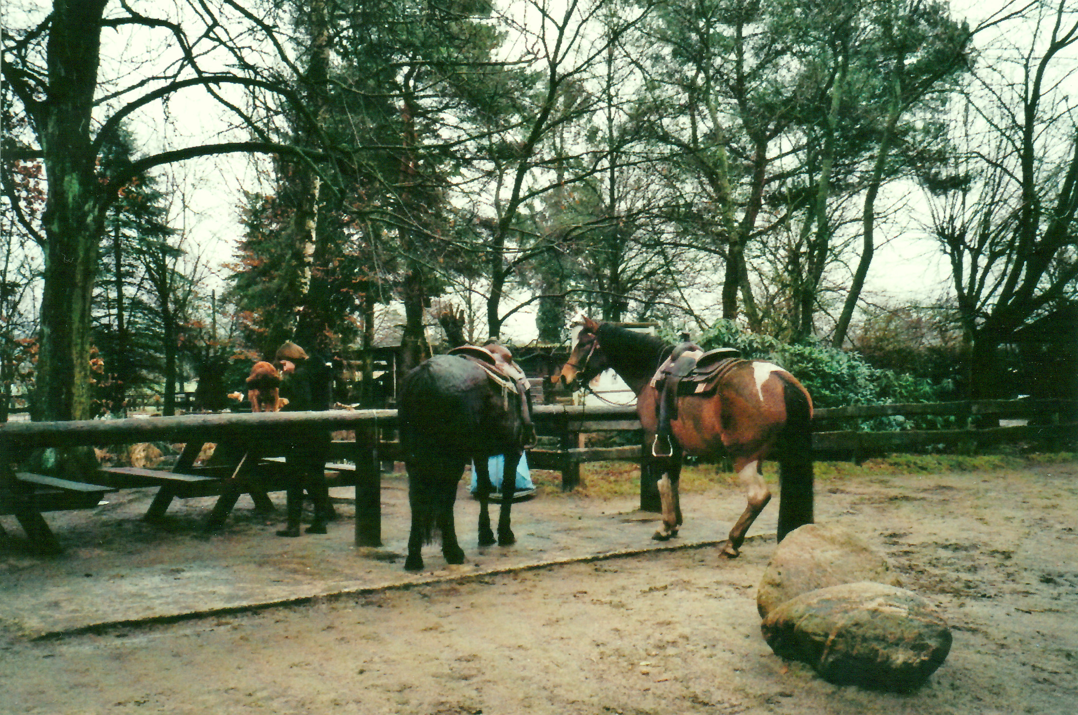 Ponderosa im Klövensteen